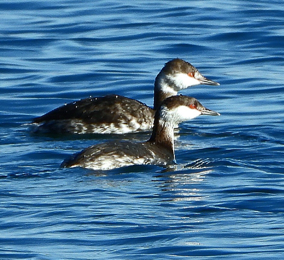 Horned Grebe - ML646686187