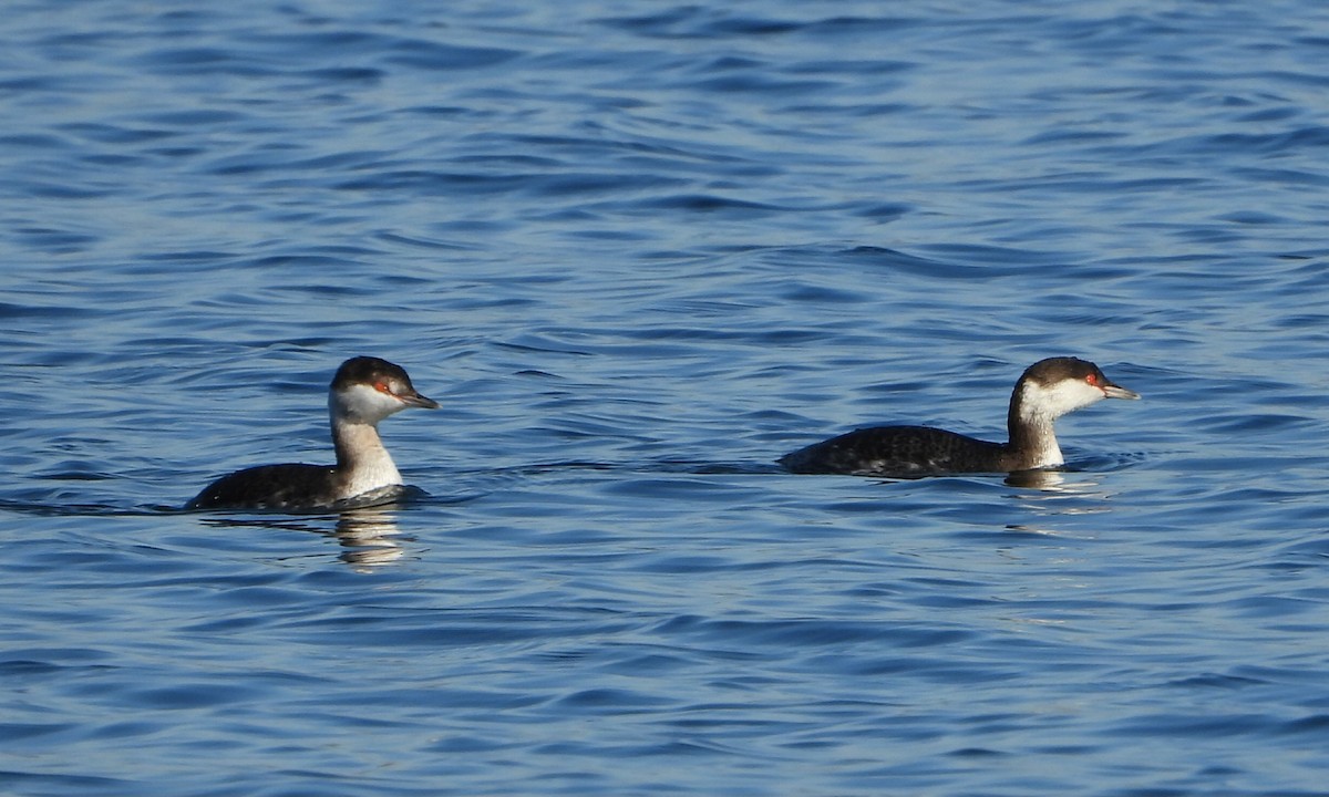 Horned Grebe - ML646686188
