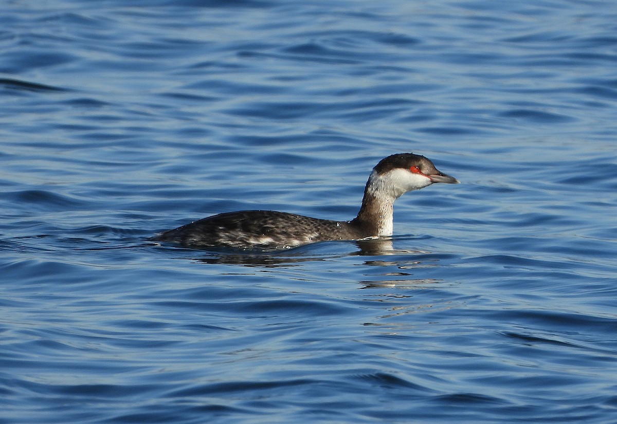 Horned Grebe - ML646686189