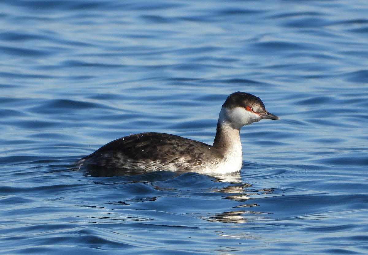 Horned Grebe - ML646686190