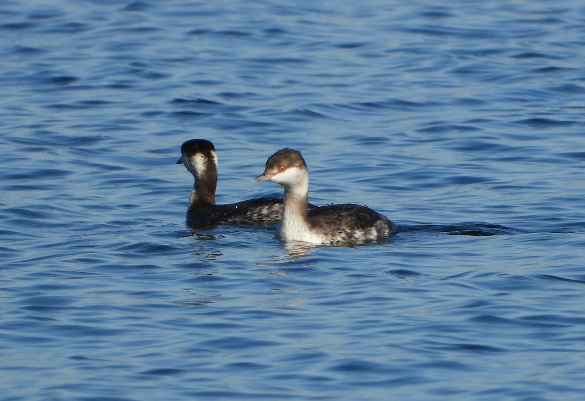 Horned Grebe - ML646686191