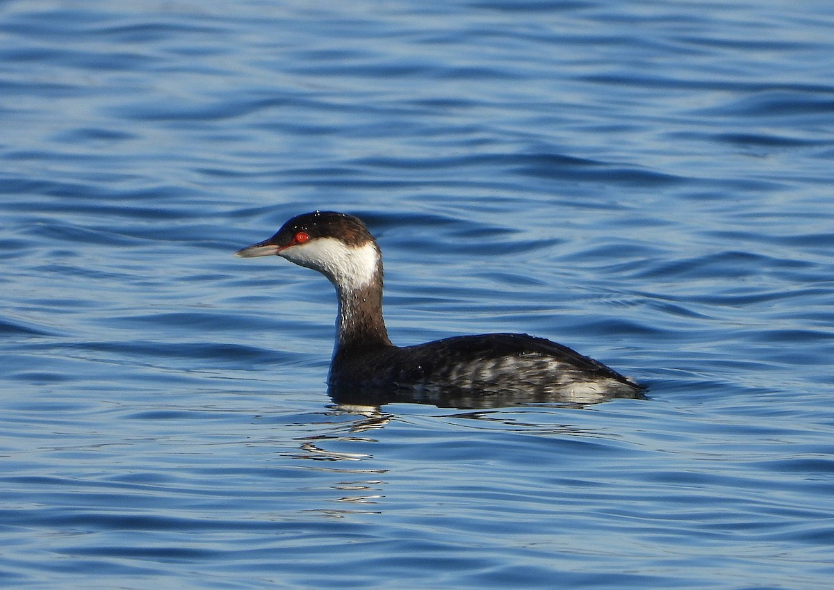 Horned Grebe - ML646686192