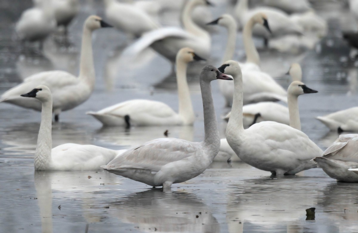 Tundra Swan - ML646686193