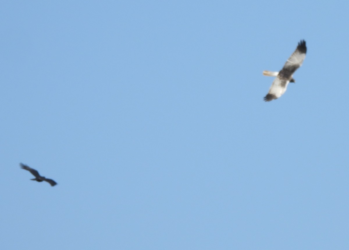 moták východní - ML646686194