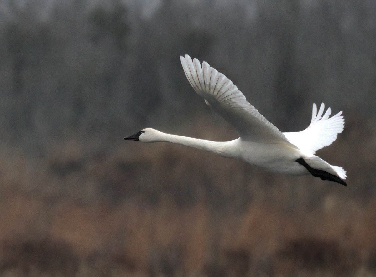 Tundra Swan - ML646686196