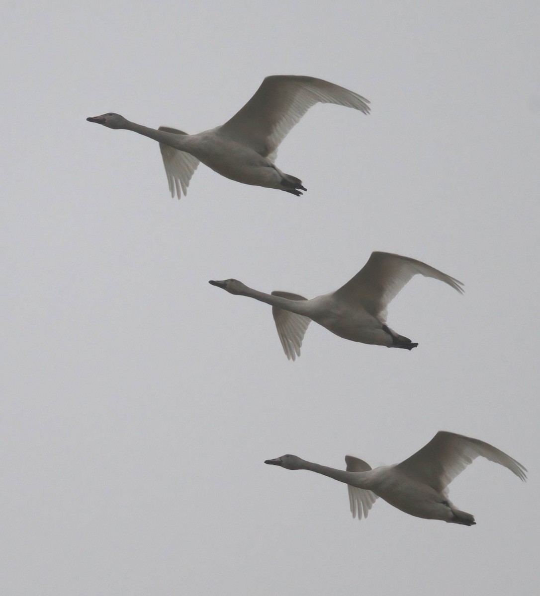 Tundra Swan - ML646686198