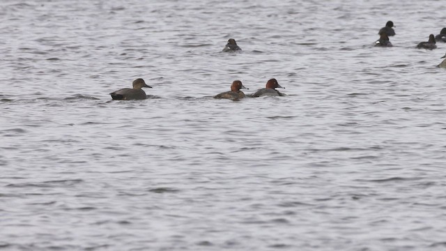 ברווז אפור - ML646686199