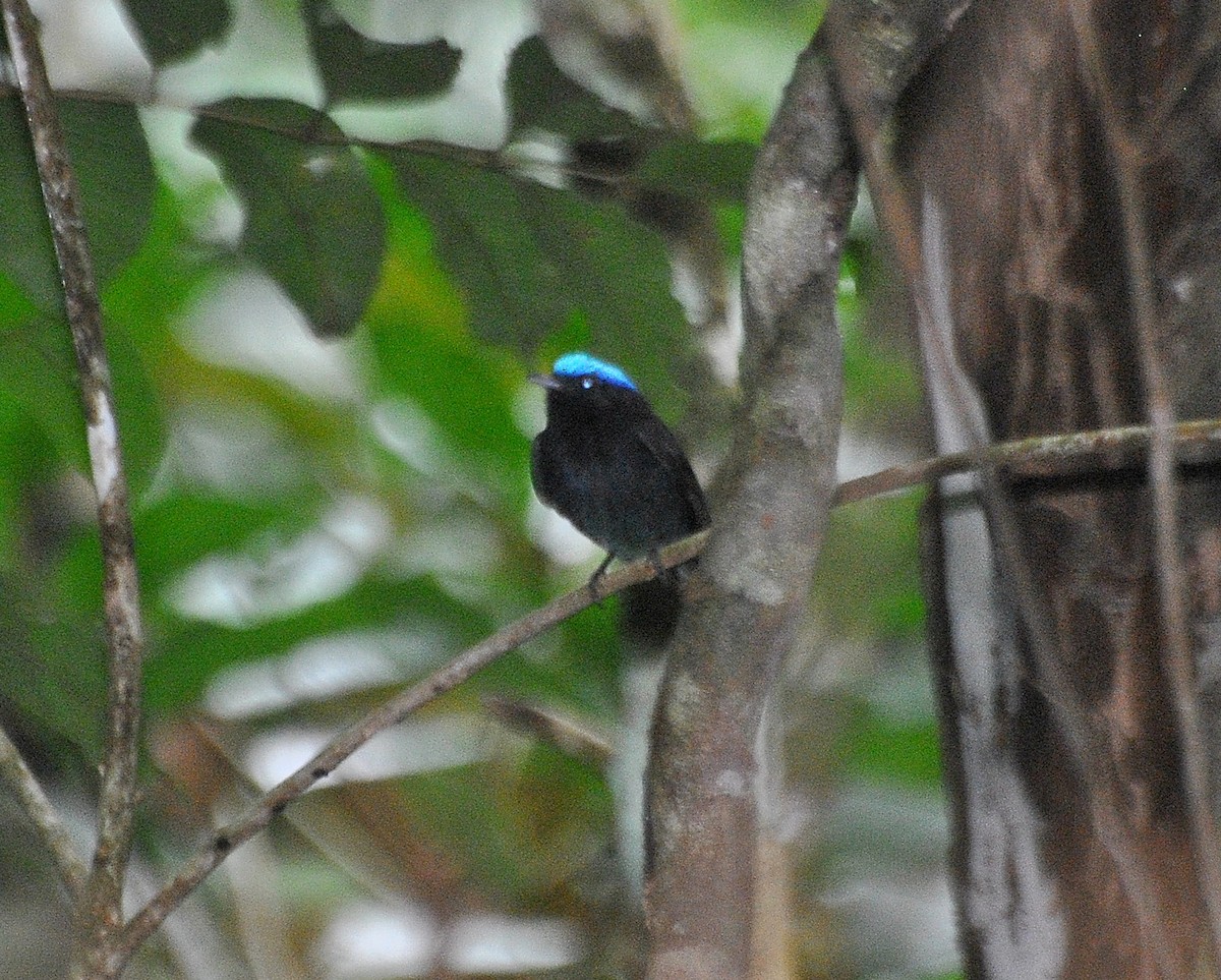 Mavi Tepeli Manakin - ML646686201