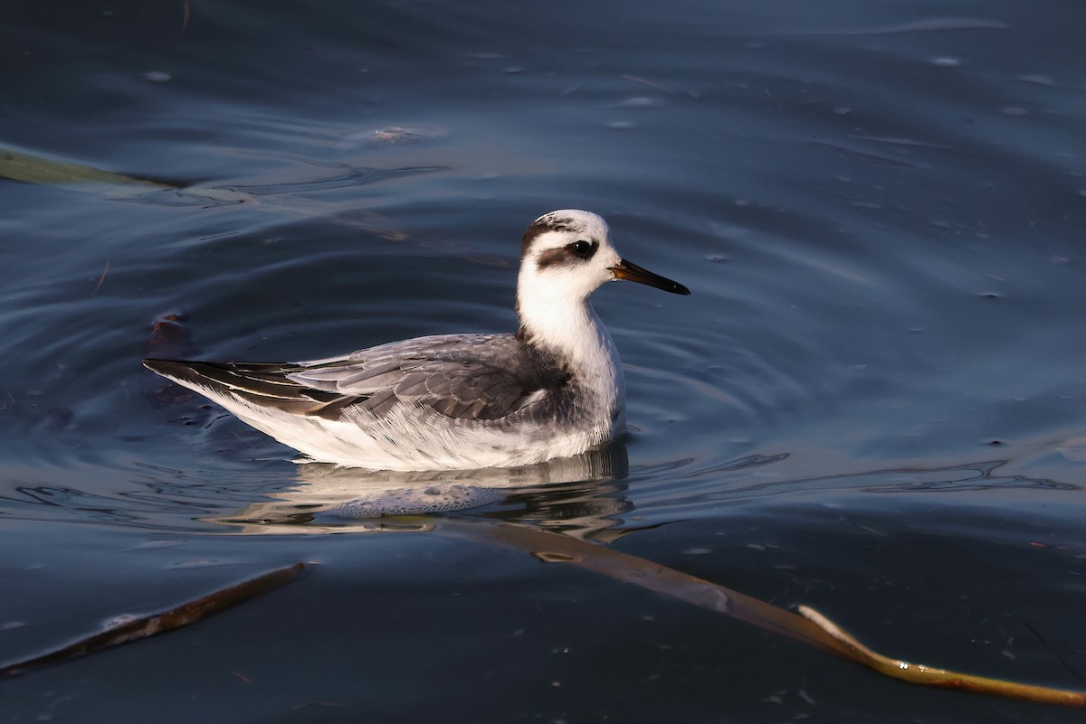 Улаан сэлээхэй - ML646686206