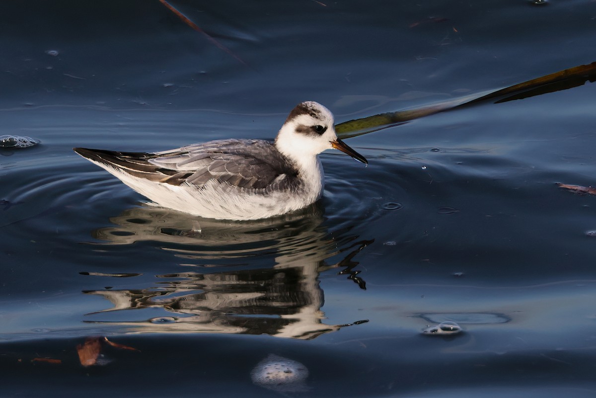 Улаан сэлээхэй - ML646686207