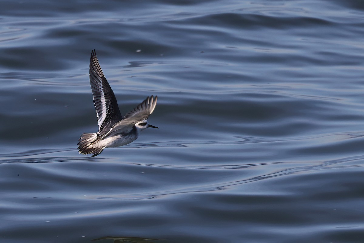 Улаан сэлээхэй - ML646686208