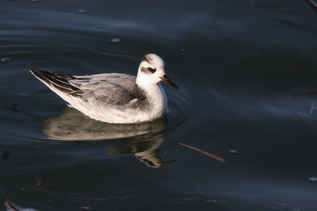 Улаан сэлээхэй - ML646686209