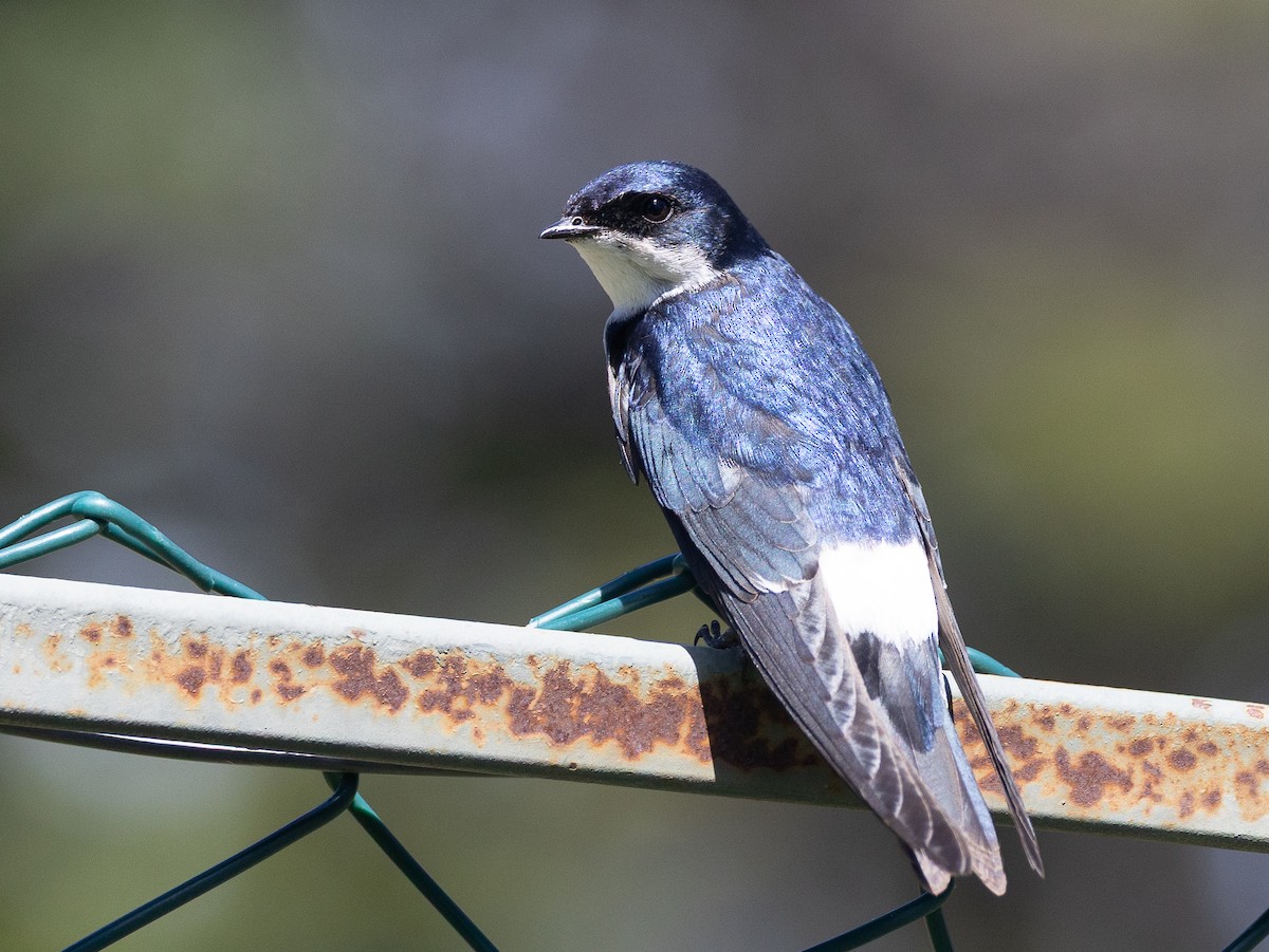 Chilean Swallow - ML646686212