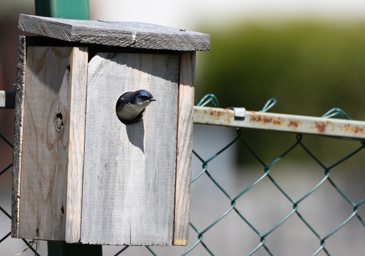 Chilean Swallow - ML646686213