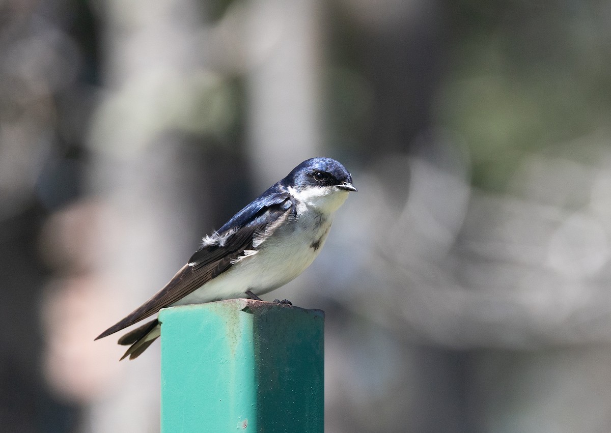 Chilean Swallow - ML646686214