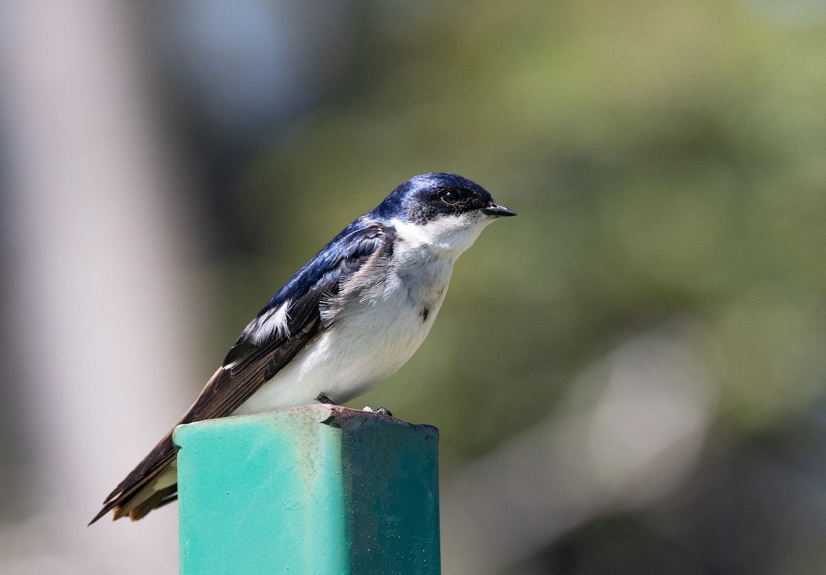 Chilean Swallow - ML646686215