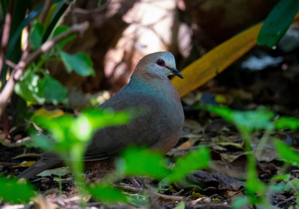 Lemon Dove - ML646686241