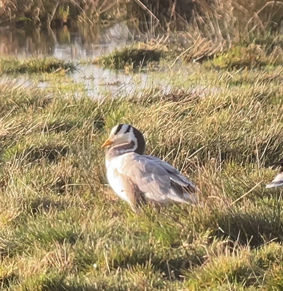 Bar-headed Goose - ML646686242
