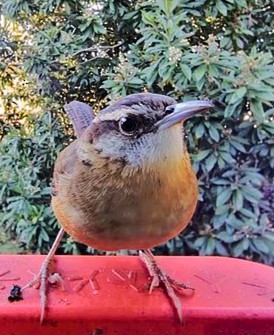 Carolina Wren - ML646686244