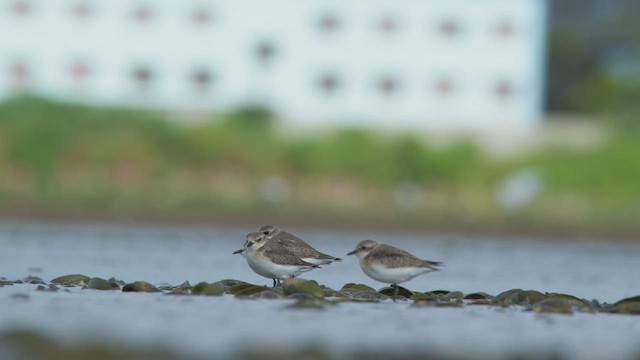 חופמי טיבטי - ML646686246