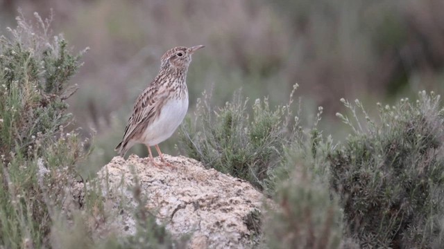 Dupont's Lark - ML646686247