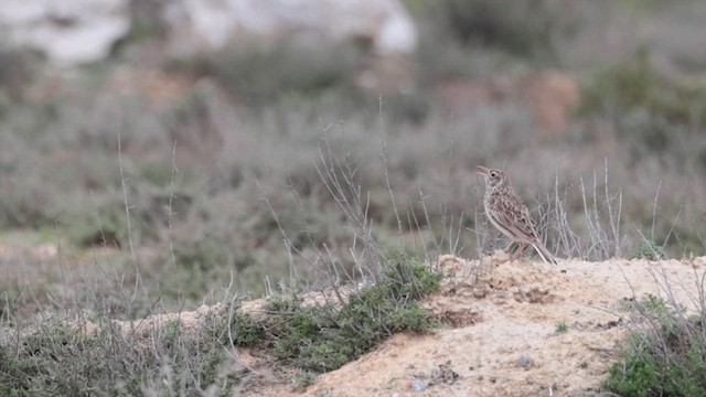 Dupont's Lark - ML646686248