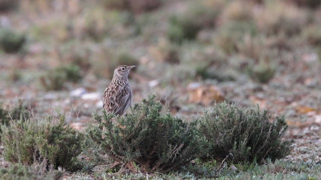 Dupont's Lark - ML646686249