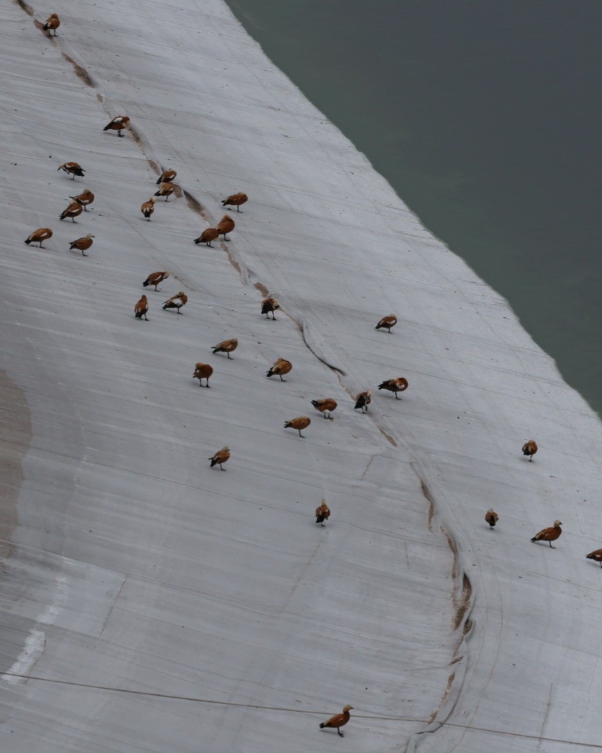 Ruddy Shelduck - ML646686250