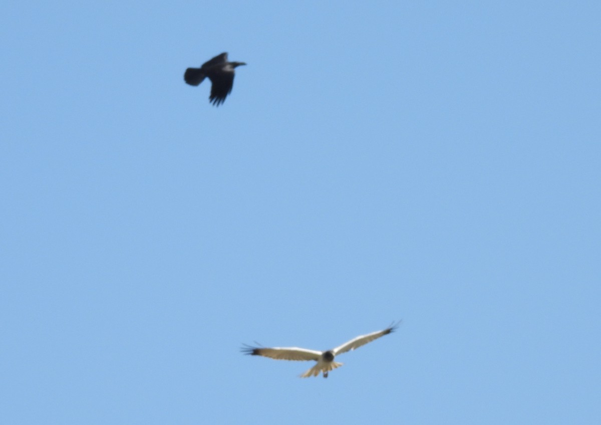 moták východní - ML646686251