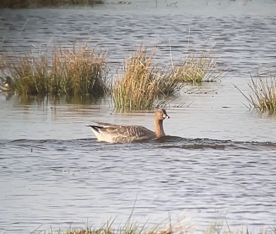 Pink-footed Goose - ML646686252