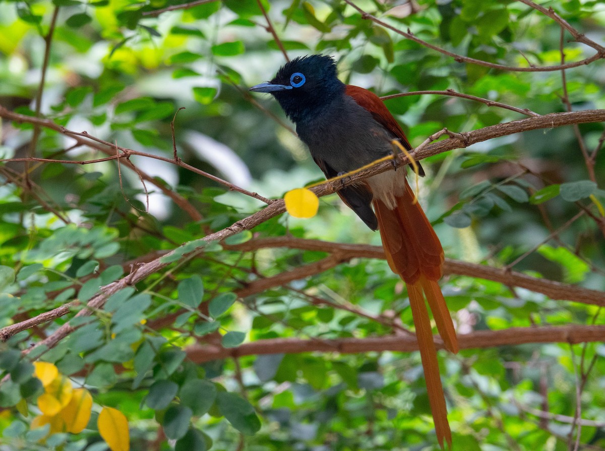 African Paradise-Flycatcher - ML646686253
