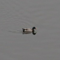 Mallard - ML646686259