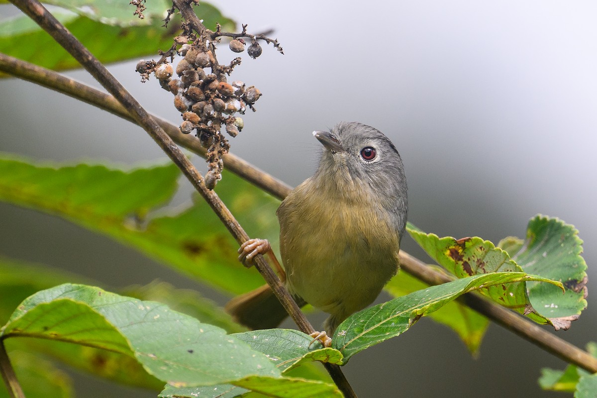 Yunnan Fulvetta - ML646686260