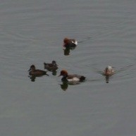 Red-crested Pochard - ML646686262