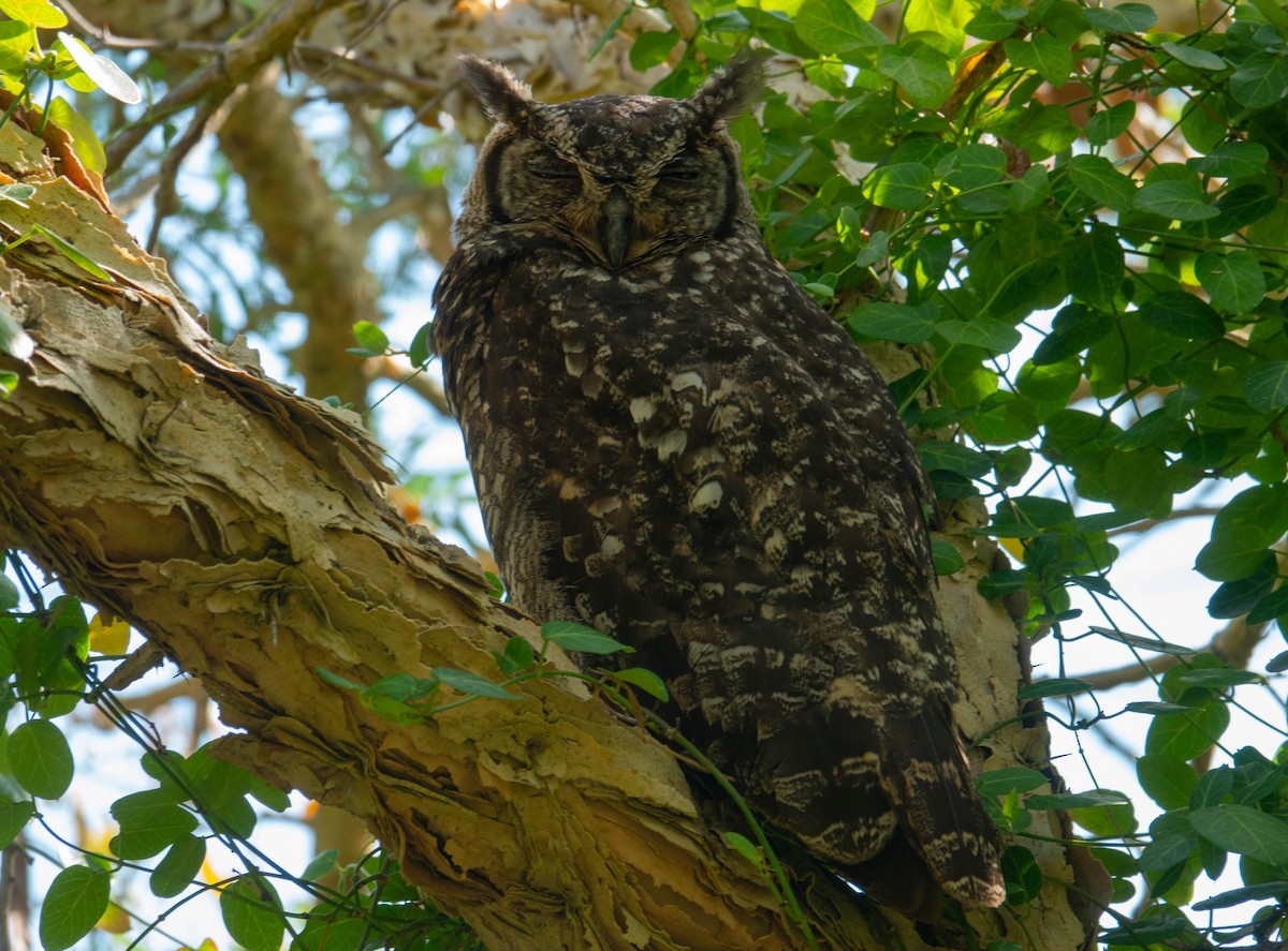 Spotted Eagle-Owl - ML646686265