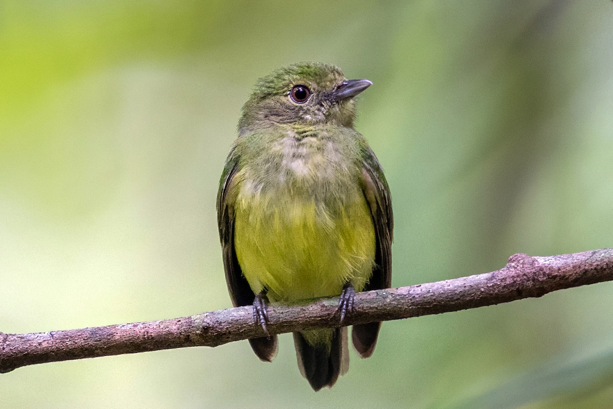 Blue-capped Manakin - ML646686266