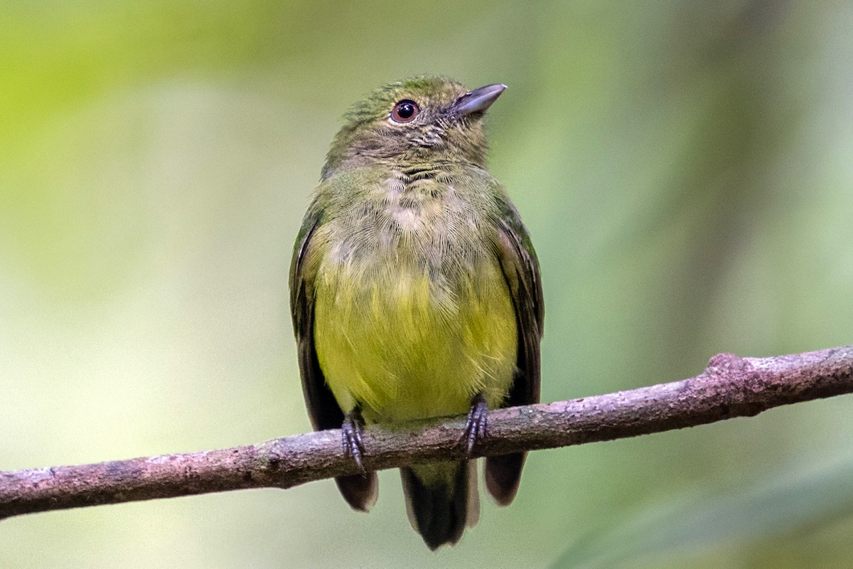 Blue-capped Manakin - ML646686267