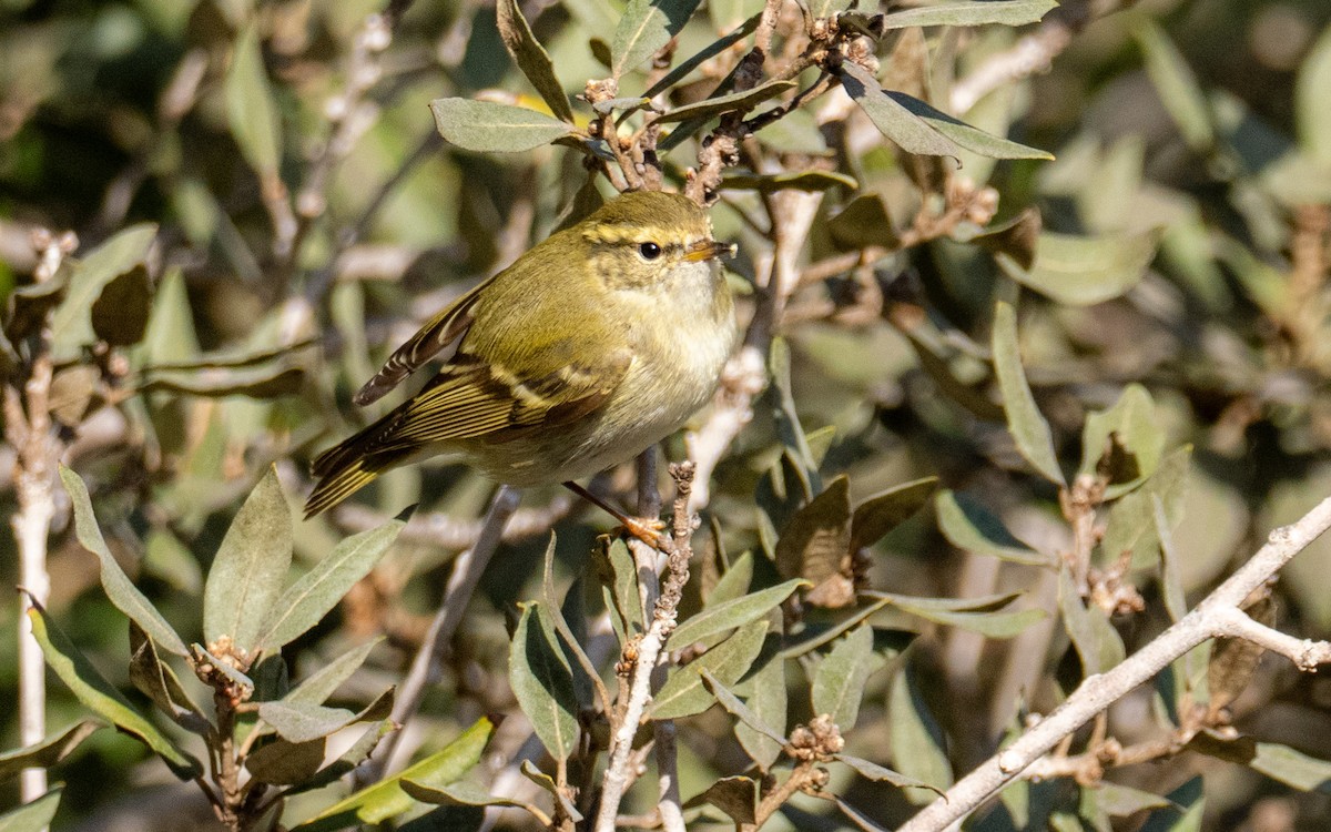 Yellow-browed Warbler - ML646686269