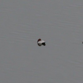 Common Pochard - ML646686270