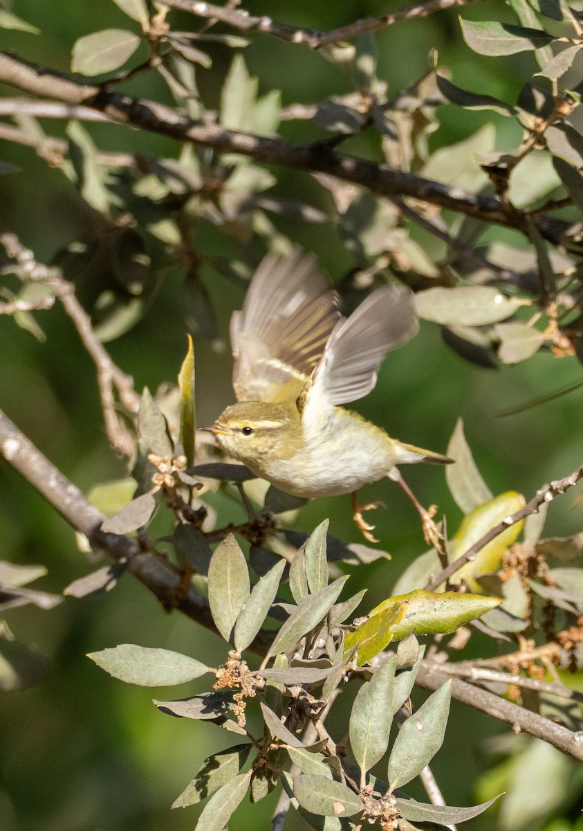 Yellow-browed Warbler - ML646686271