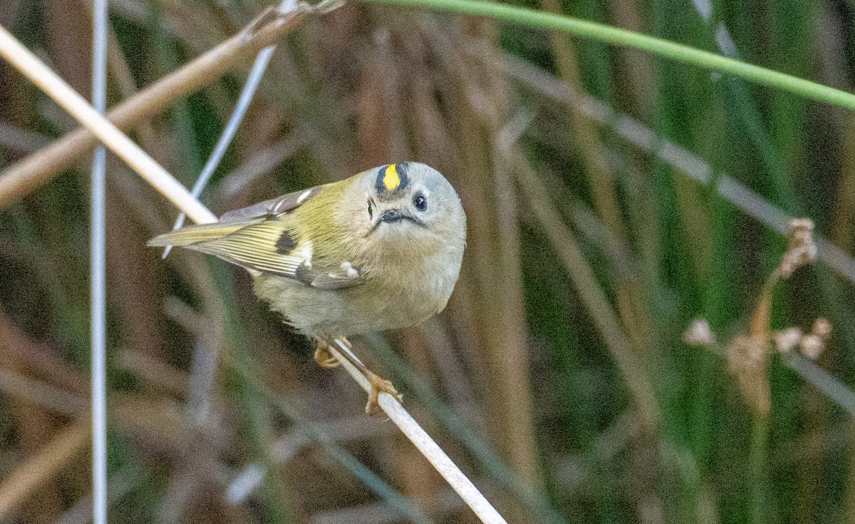 Goldcrest - ML646686272