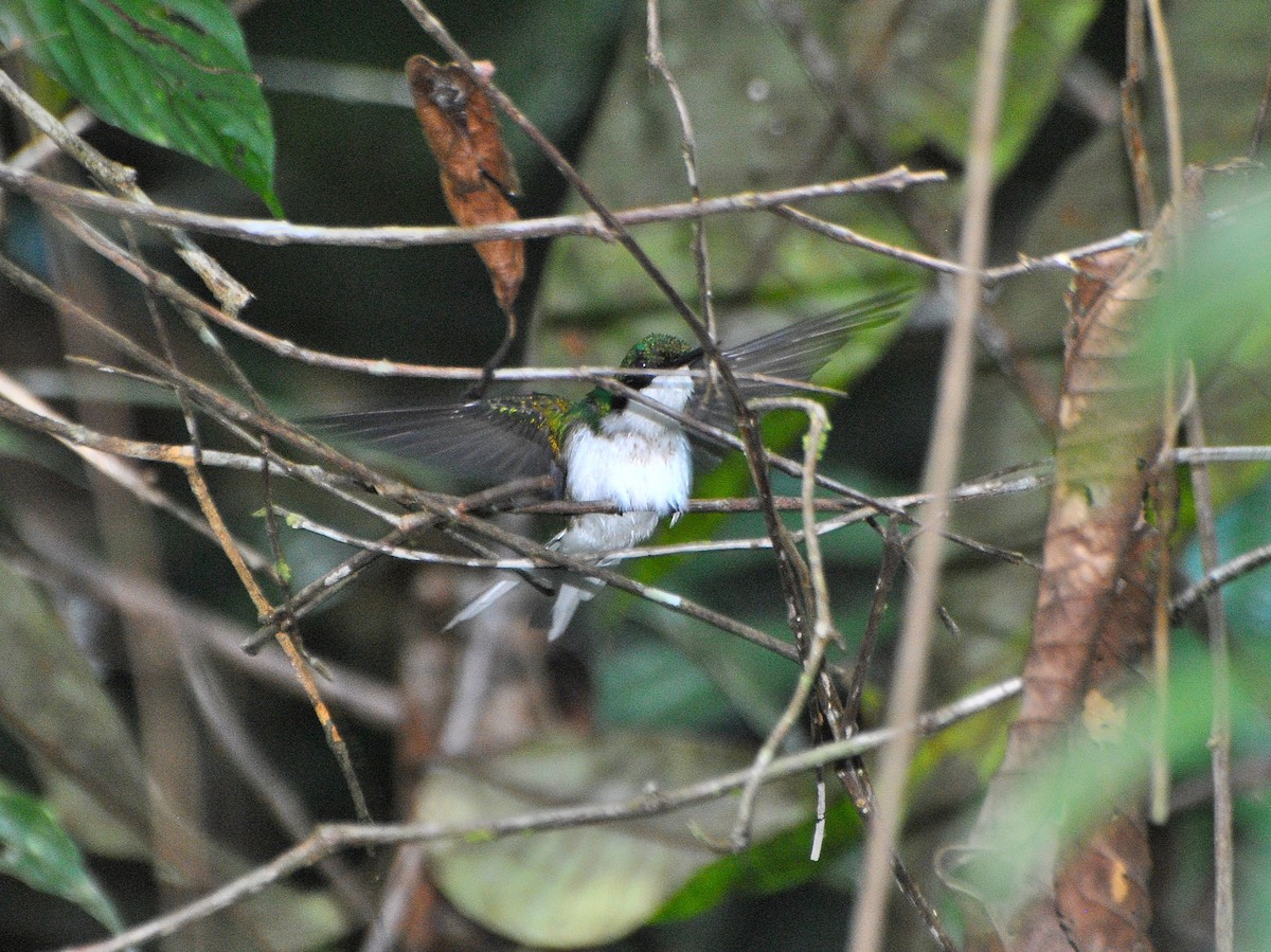 Kara Kulaklı Ormanperisi - ML646686275