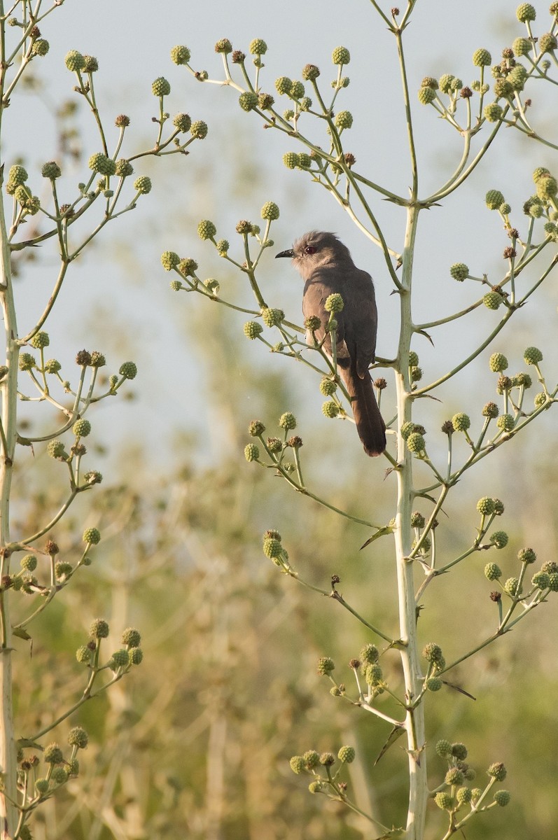 Cuclillo Ceniciento - ML646686294