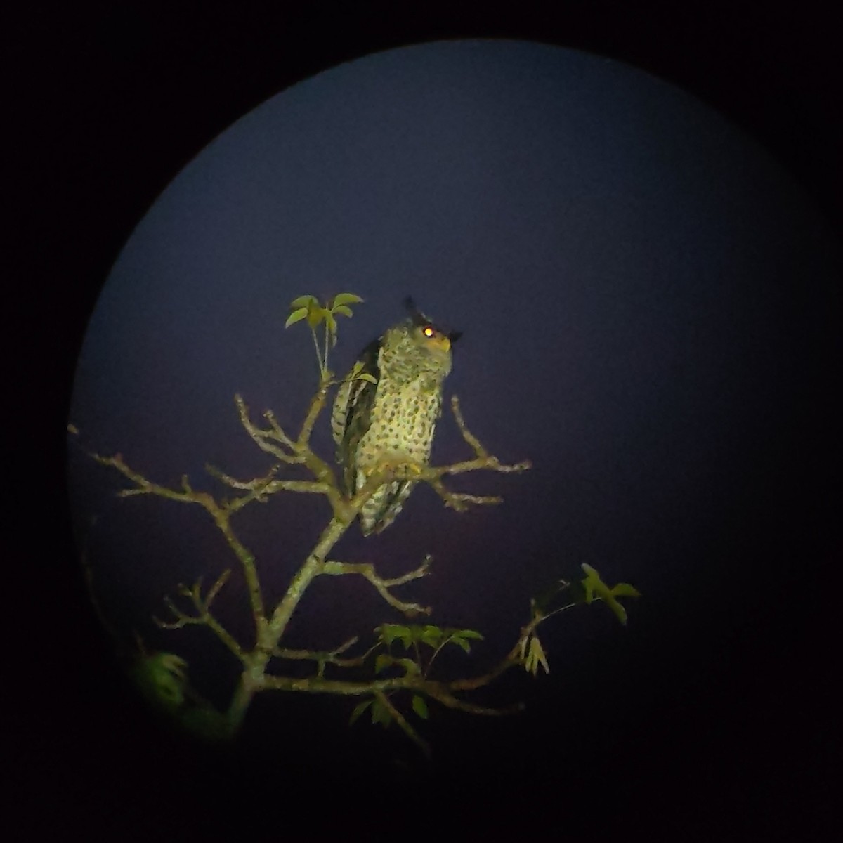 Nepaluhu - ML646686295