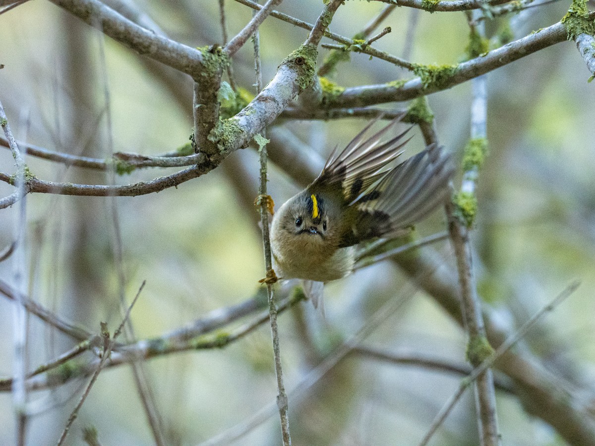 Goldcrest - ML646686297