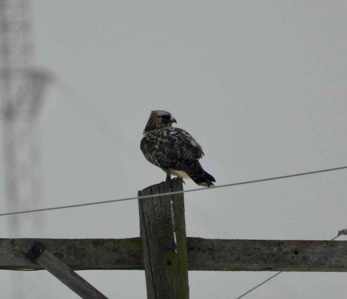 Busardo Calzado - ML646686298