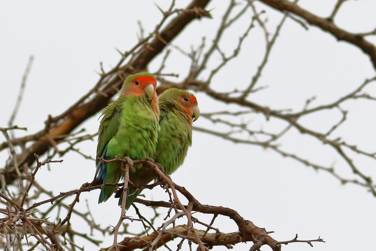 コザクラインコ - ML646686302