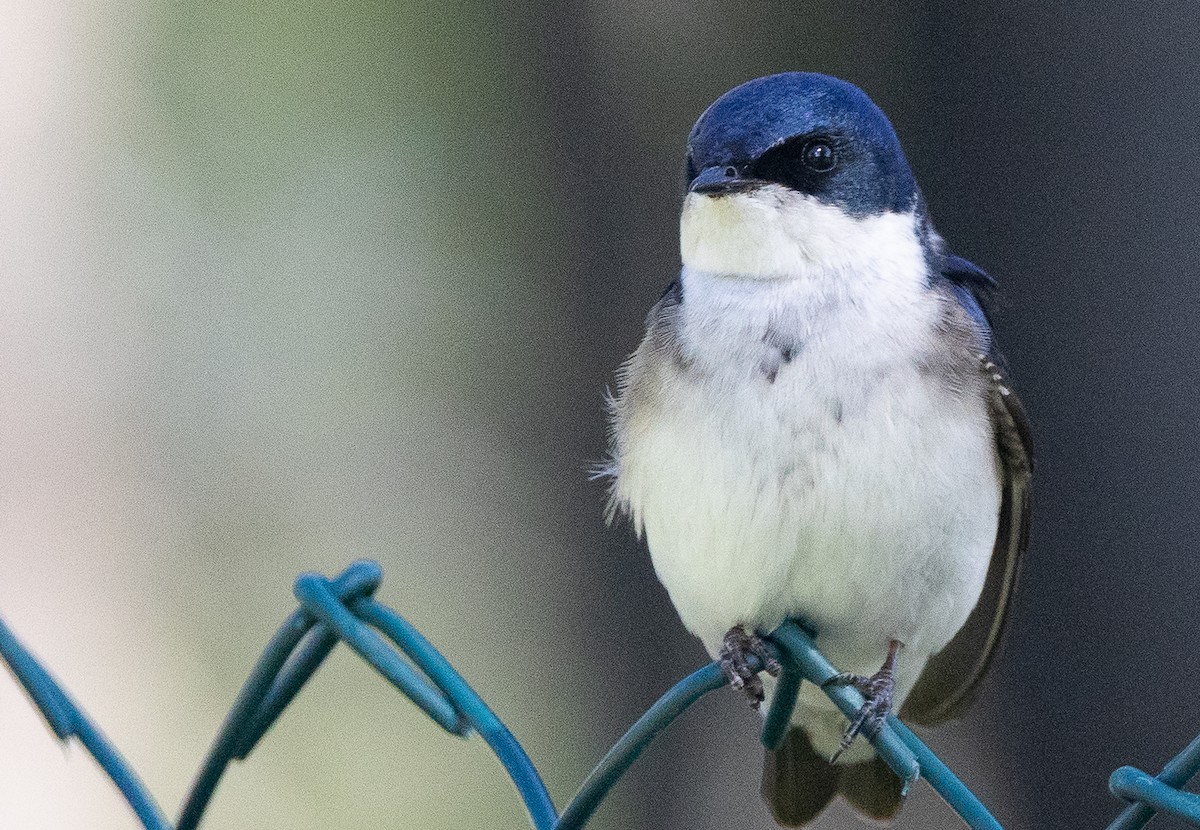 Chilean Swallow - ML646686303