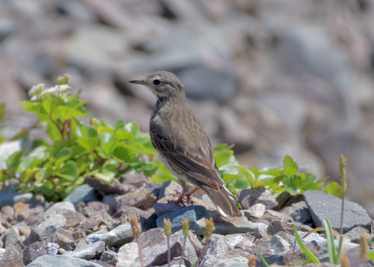 American Pipit - ML646686332