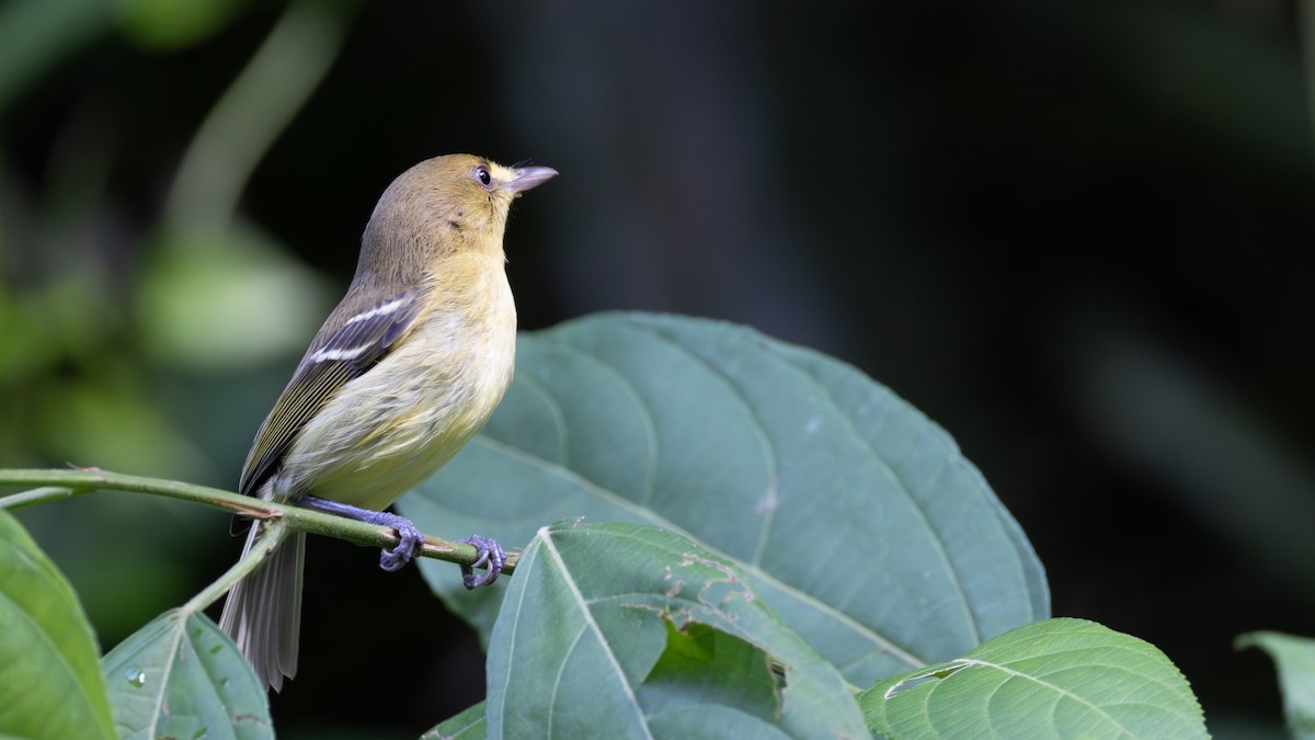 Mangrove Vireo - ML646686333